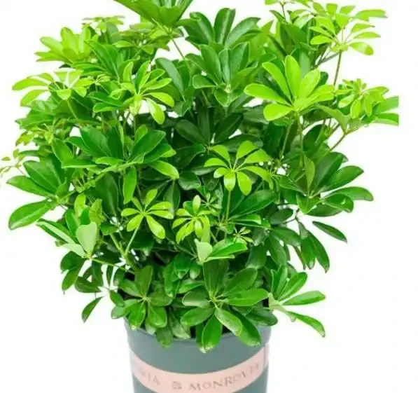 家庭種植鴨腳木核心技巧!抓準土水肥光溫,長勢旺盛、四季常青