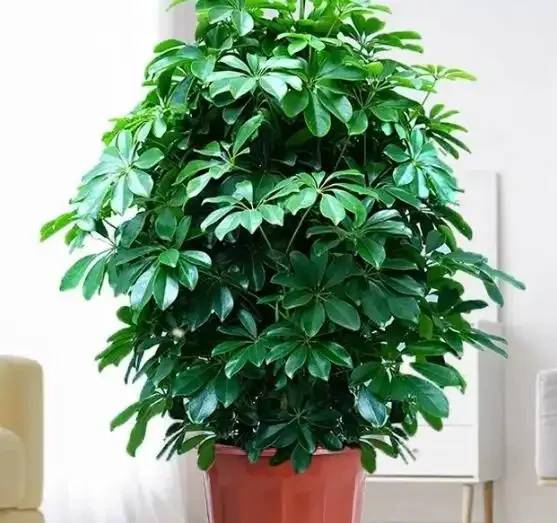 家庭種植鴨腳木核心技巧!抓準土水肥光溫,長勢旺盛、四季常青