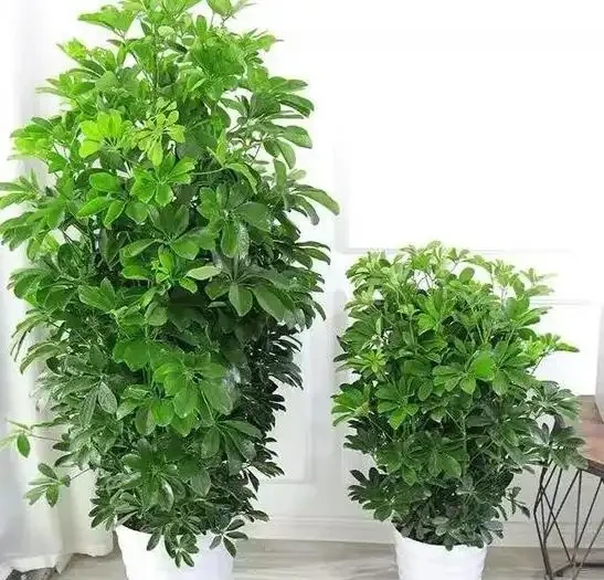 家庭種植鴨腳木核心技巧!抓準土水肥光溫,長勢旺盛、四季常青