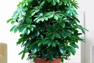 家庭種植鴨腳木核心技巧！抓準土水肥光溫，長勢旺盛、四季常青
