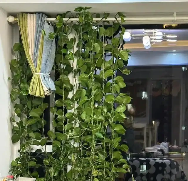 黃金葛為何被拉入黑名單?這5個致命隱患曝光,家裡還在養的快停手!