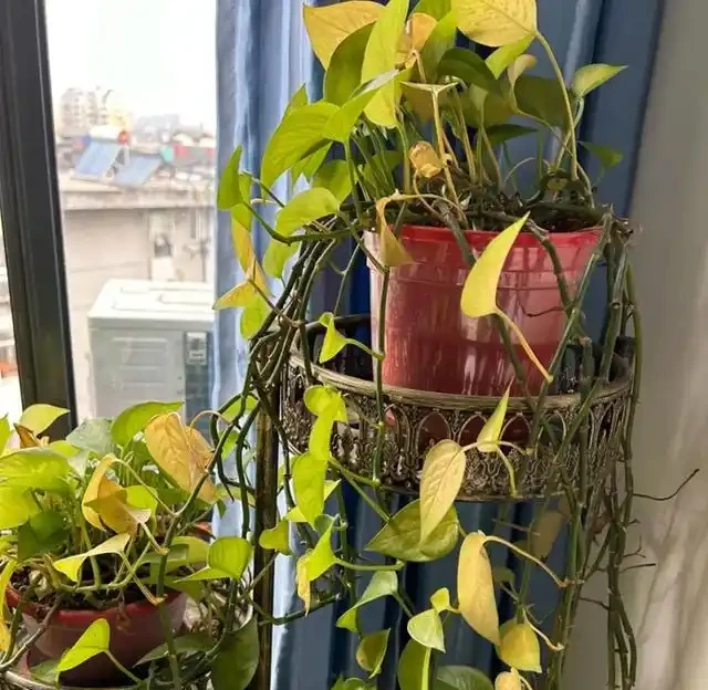 黃金葛為何被拉入黑名單?這5個致命隱患曝光,家裡還在養的快停手!