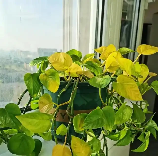 黃金葛為何被拉入黑名單?這5個致命隱患曝光,家裡還在養的快停手!