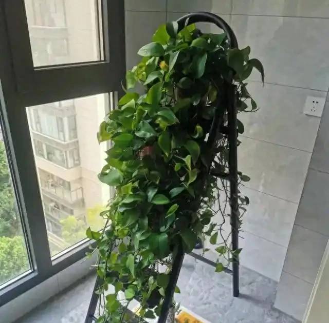 黃金葛為何被拉入黑名單?這5個致命隱患曝光,家裡還在養的快停手!