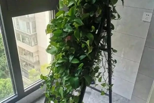 黃金葛為何被拉入黑名單？這5個致命隱患曝光，家裡還在養的快停手！