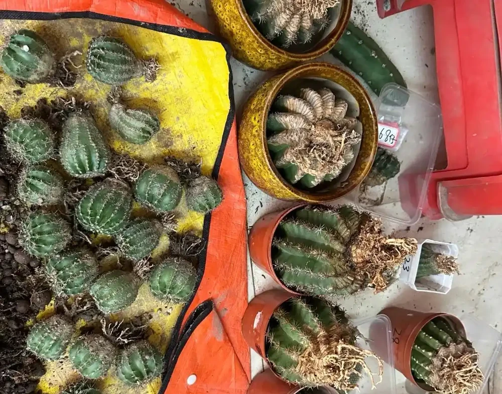 秋老虎還在,仙人掌換土移植先停手!不是嚇你,九月前動土等於白養