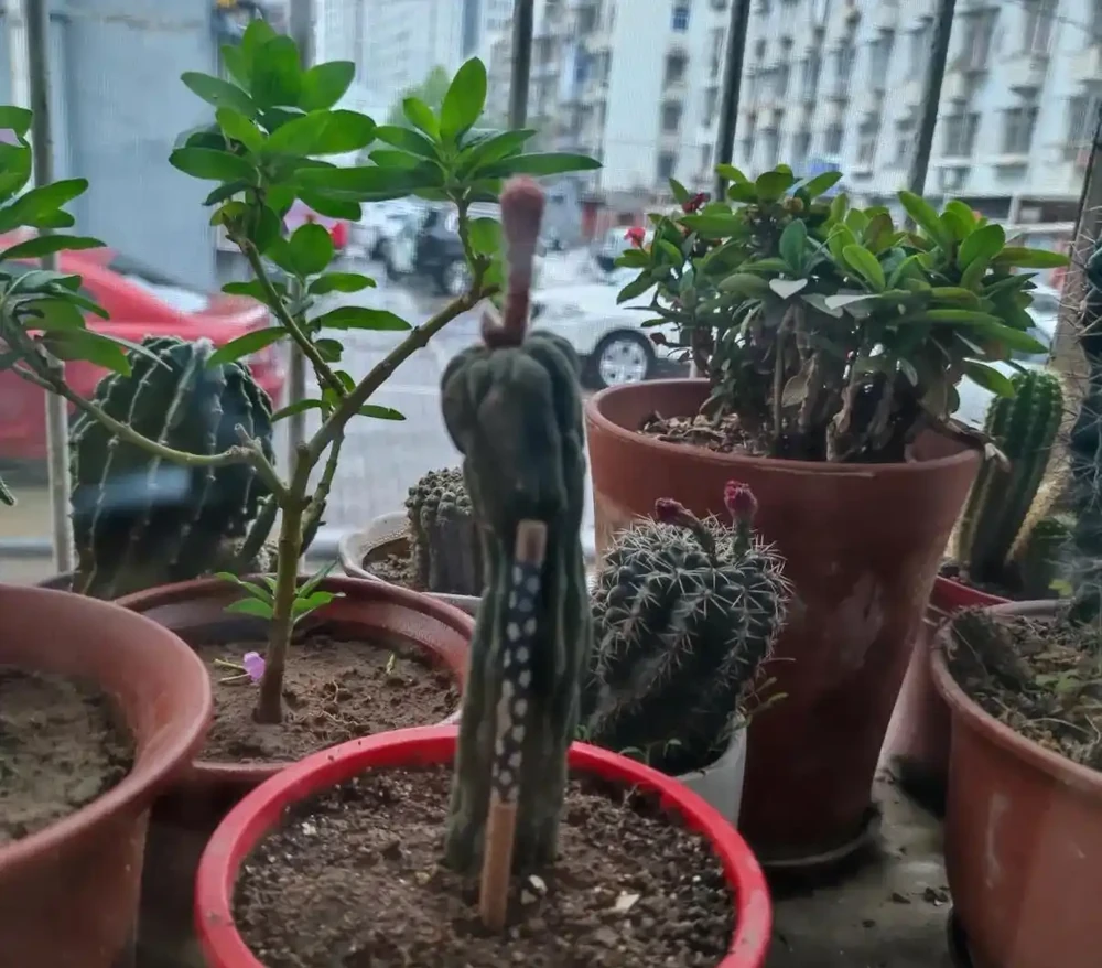 秋老虎還在,仙人掌換土移植先停手!不是嚇你,九月前動土等於白養