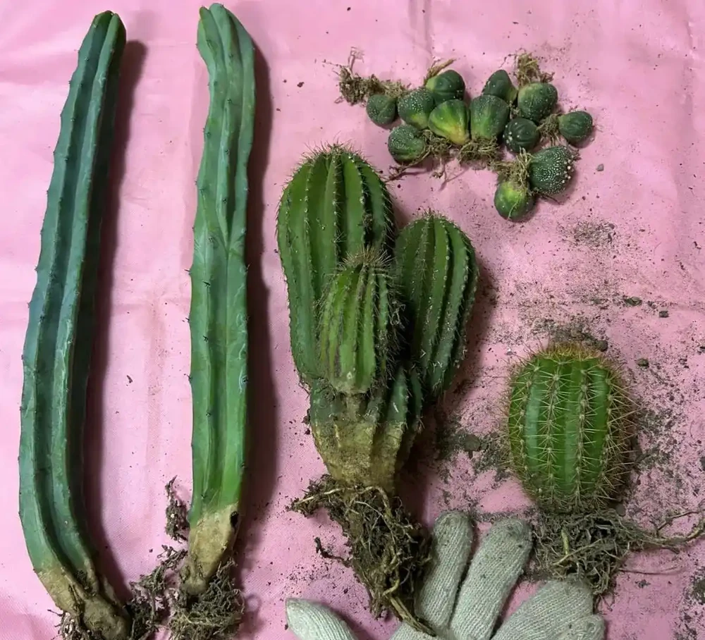 秋老虎還在,仙人掌換土移植先停手!不是嚇你,九月前動土等於白養