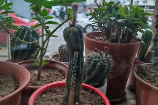 秋老虎還在，仙人掌換土移植先停手！不是嚇你，九月前動土等於白養
