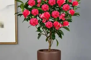 告別黃葉枯枝！茶花落葉枯萎核心原因+四季正確養護方案