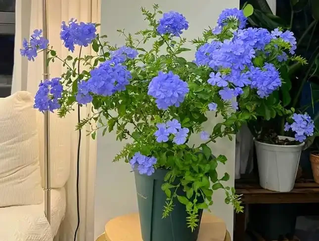 陽臺全年有花看的秘訣!12種超長開花期花卉,好養不嬌氣、開花期拉滿
