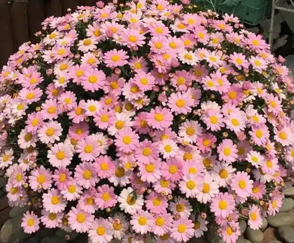 陽臺全年有花看的秘訣!12種超長開花期花卉,好養不嬌氣、開花期拉滿