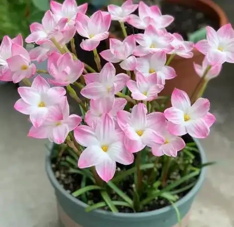 陽臺全年有花看的秘訣!12種超長開花期花卉,好養不嬌氣、開花期拉滿