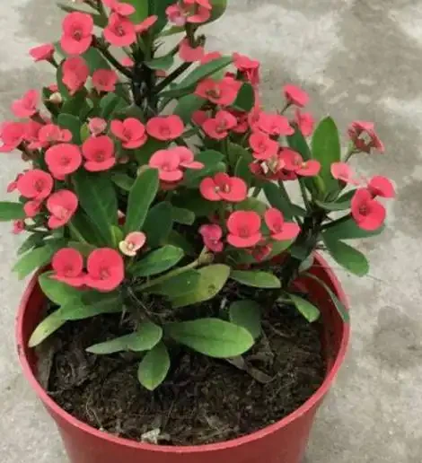 陽臺全年有花看的秘訣!12種超長開花期花卉,好養不嬌氣、開花期拉滿
