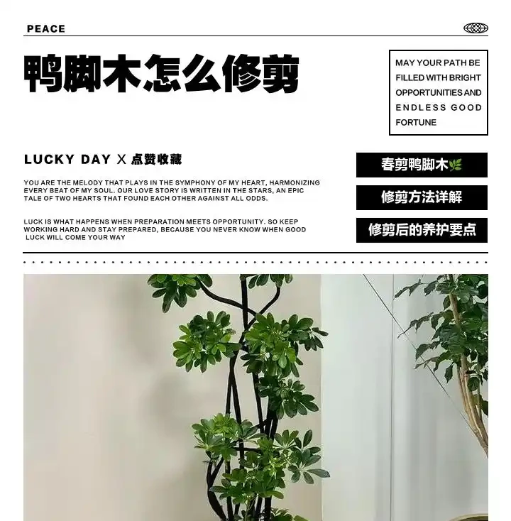 鴨腳木最佳修剪、施肥時間!很多人都不知道,快來看看