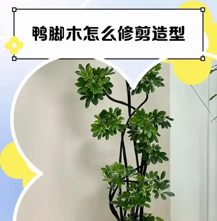 鴨腳木最佳修剪、施肥時間!很多人都不知道,快來看看