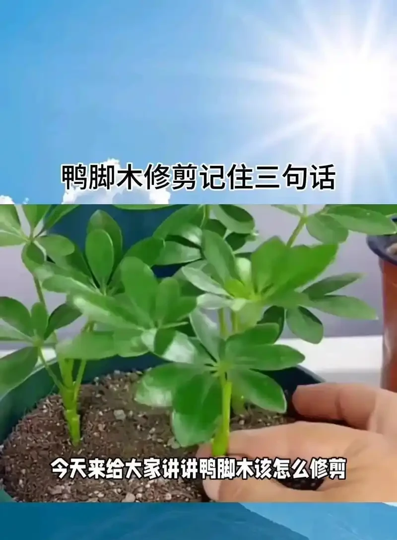 鴨腳木最佳修剪、施肥時間!很多人都不知道,快來看看