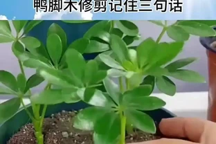 鴨腳木最佳修剪、施肥時間！很多人都不知道，快來看看