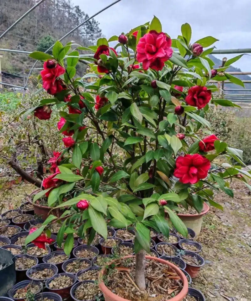 茶花室內養護8個關鍵點,踩中一個就黃葉掉蕾,你知道嗎?