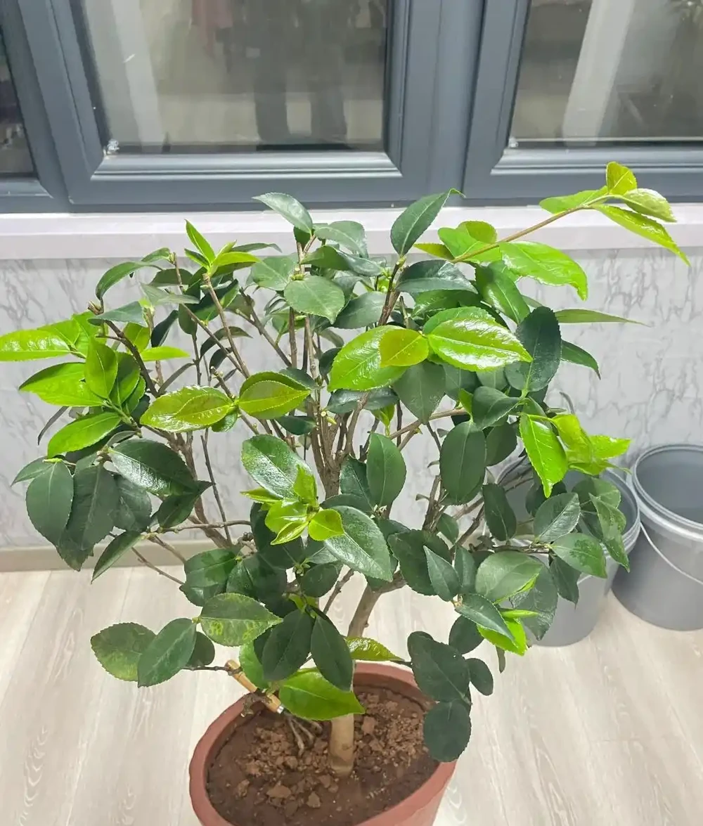 茶花室內養護8個關鍵點,踩中一個就黃葉掉蕾,你知道嗎?