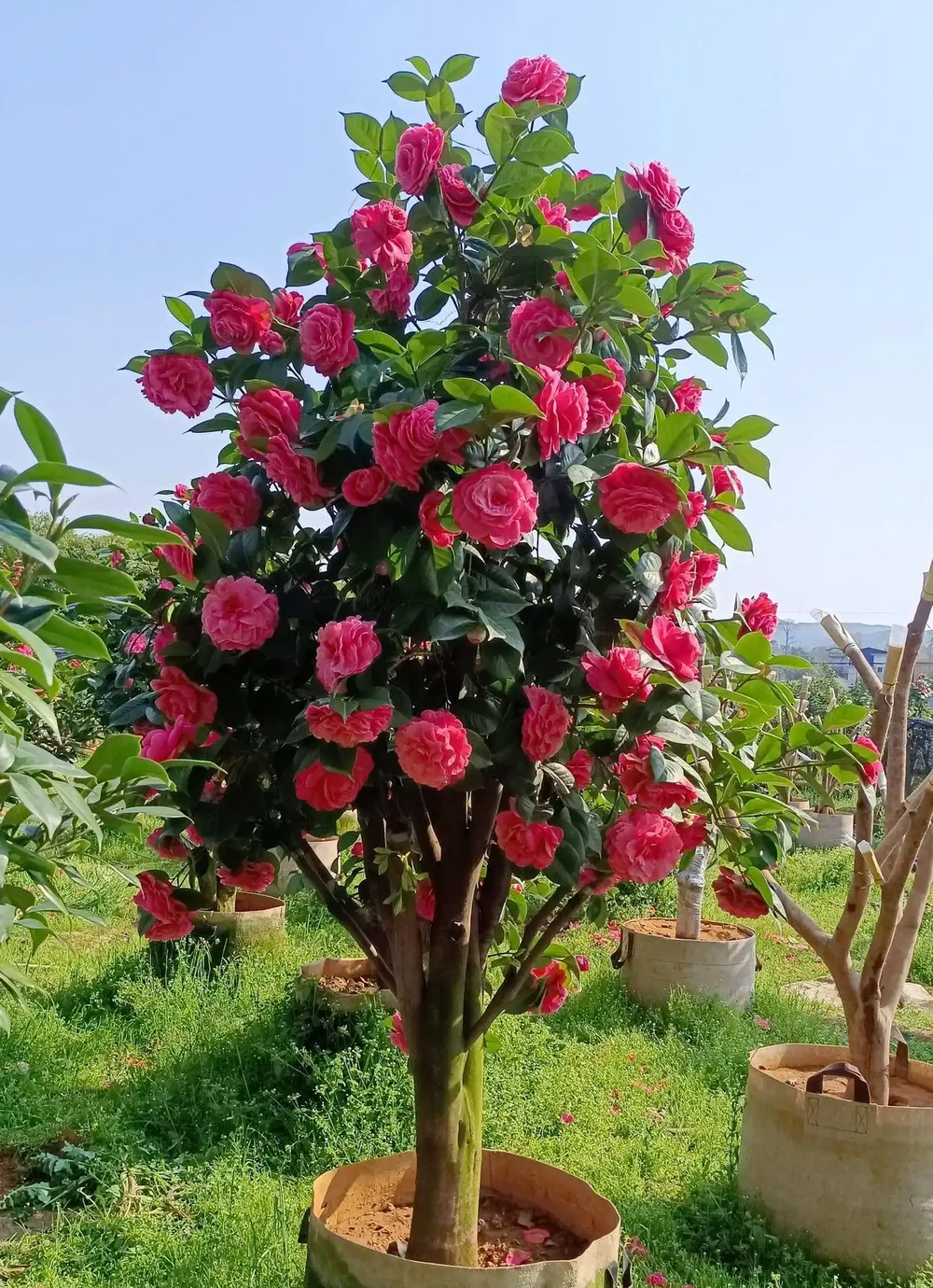 茶花室內養護8個關鍵點,踩中一個就黃葉掉蕾,你知道嗎?