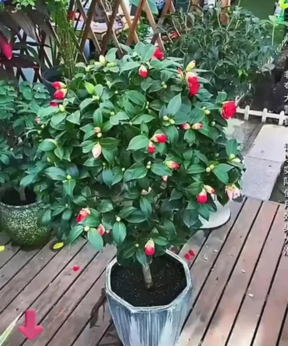 茶花室內養護8個關鍵點,踩中一個就黃葉掉蕾,你知道嗎?