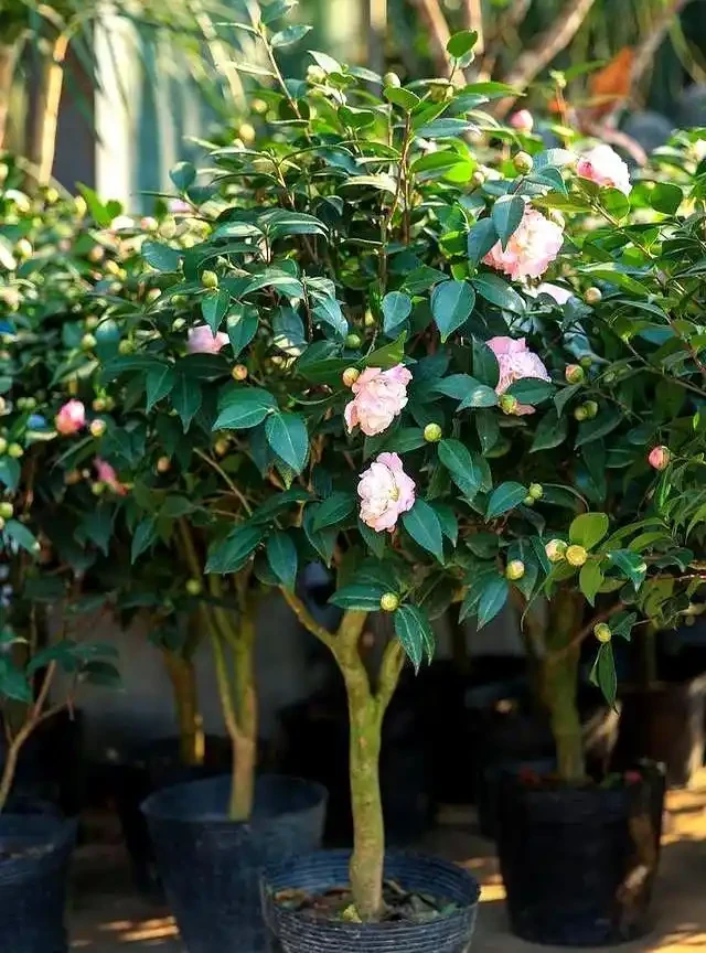茶花室內養護8個關鍵點,踩中一個就黃葉掉蕾,你知道嗎?