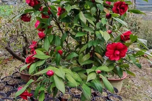 茶花室內養護8個關鍵點，踩中一個就黃葉掉蕾，你知道嗎？
