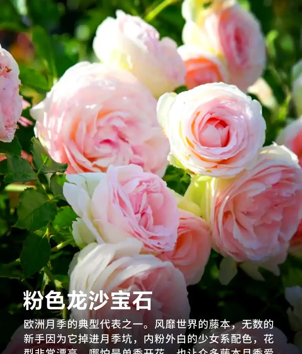 90%花友都搞錯!玫瑰移植選錯時間,全年不開花!黃金移植時間+施肥修剪用藥全攻略