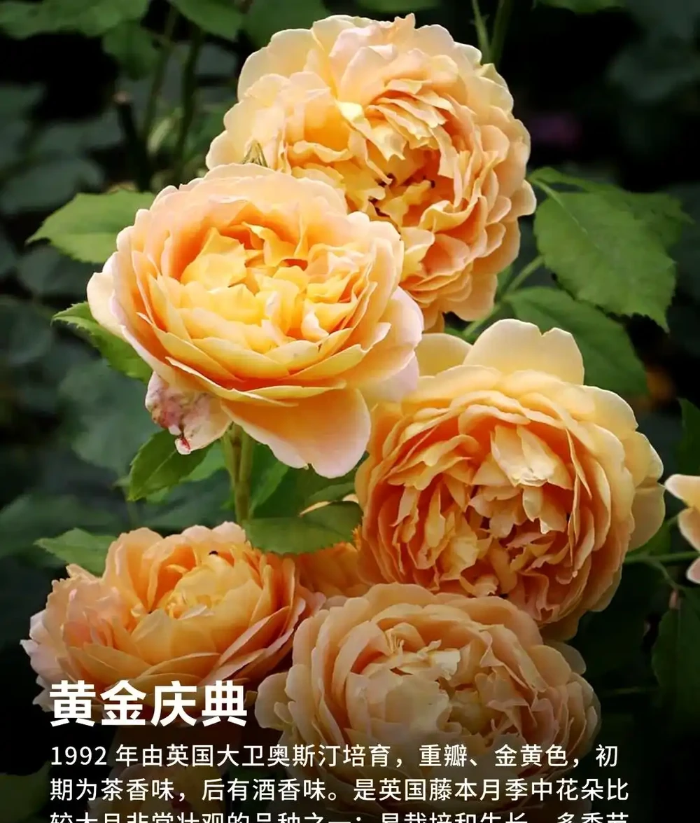 90%花友都搞錯!玫瑰移植選錯時間,全年不開花!黃金移植時間+施肥修剪用藥全攻略