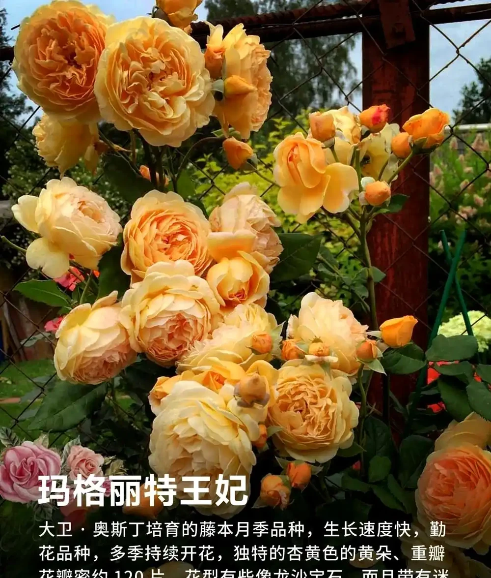 90%花友都搞錯!玫瑰移植選錯時間,全年不開花!黃金移植時間+施肥修剪用藥全攻略