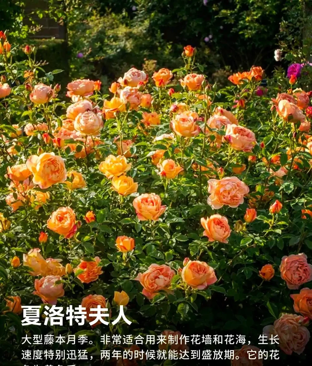 90%花友都搞錯!玫瑰移植選錯時間,全年不開花!黃金移植時間+施肥修剪用藥全攻略