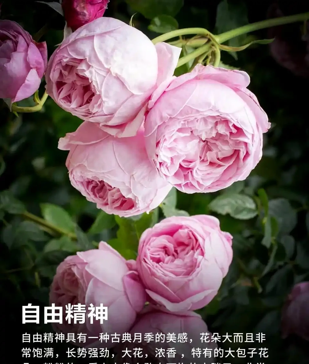 90%花友都搞錯!玫瑰移植選錯時間,全年不開花!黃金移植時間+施肥修剪用藥全攻略