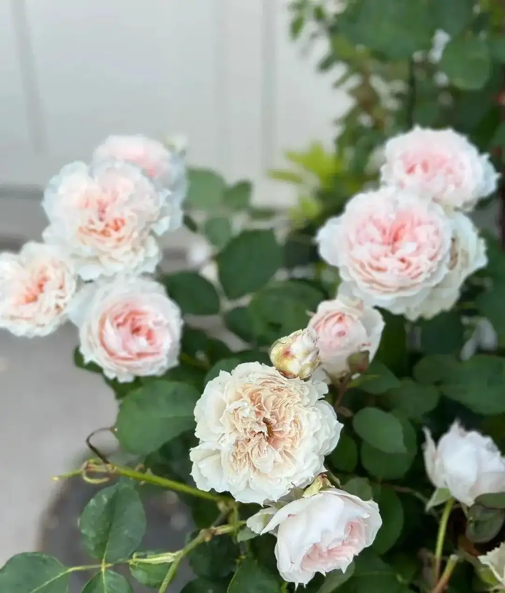 90%花友都搞錯!玫瑰移植選錯時間,全年不開花!黃金移植時間+施肥修剪用藥全攻略