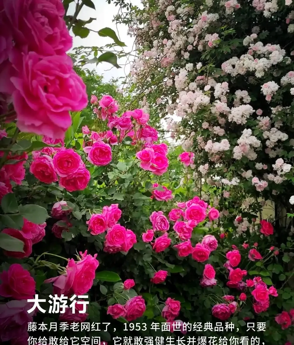 90%花友都搞錯!玫瑰移植選錯時間,全年不開花!黃金移植時間+施肥修剪用藥全攻略