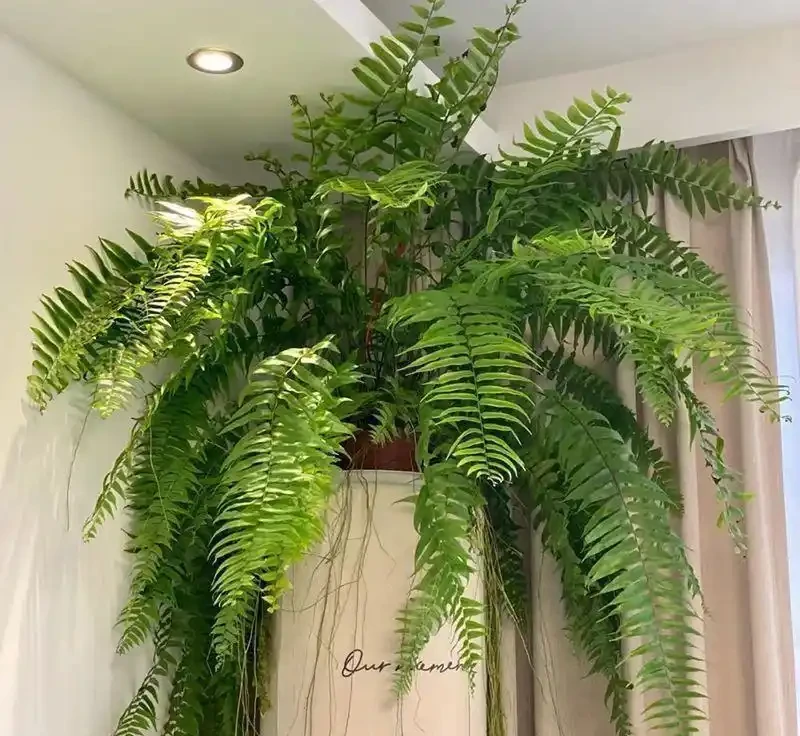 2026年室內十大真正耐陰好養的綠植排行榜:新手懶人閉眼入,沒陽光也能活