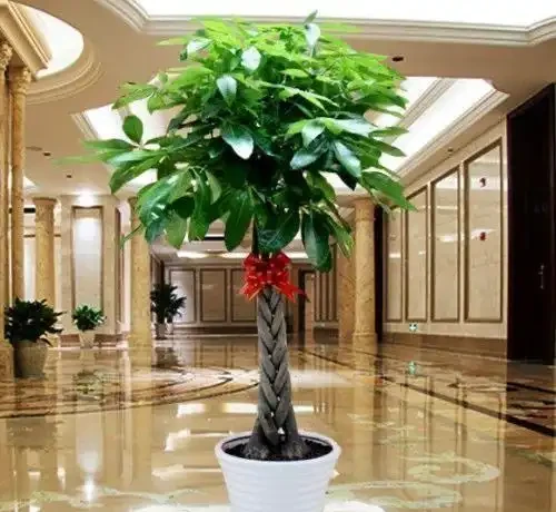 新手必看!客廳十大「養不死」大型綠植實測:耐陰耐寒耐旱,附選購技巧