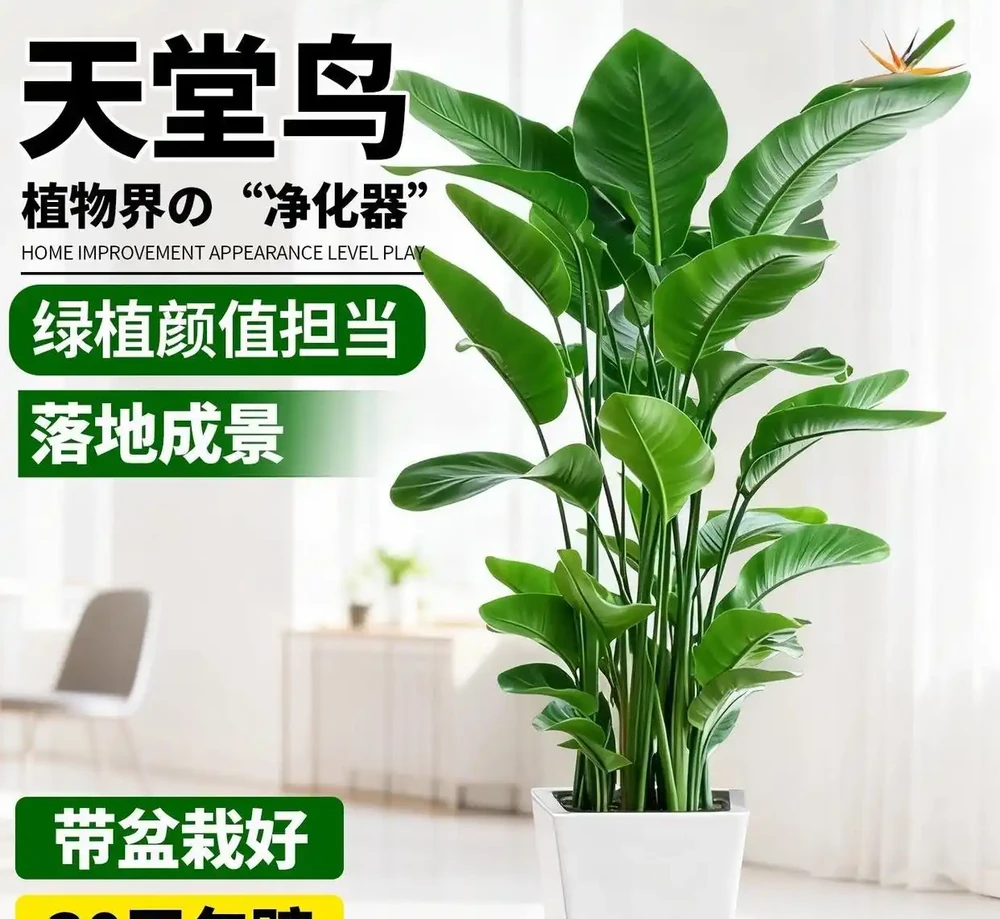 新手必看!客廳十大「養不死」大型綠植實測:耐陰耐寒耐旱,附選購技巧