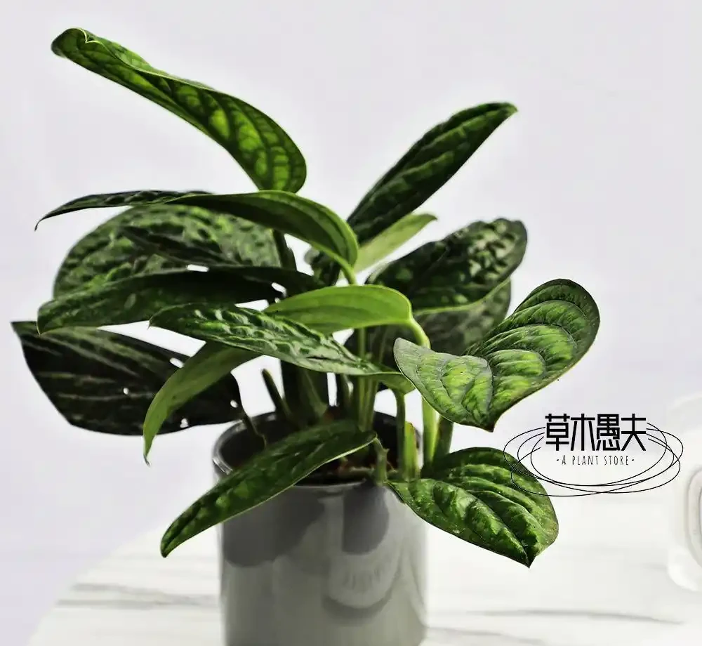 2026年室內十大真正耐陰好養的綠植排行榜:新手懶人閉眼入,沒陽光也能活