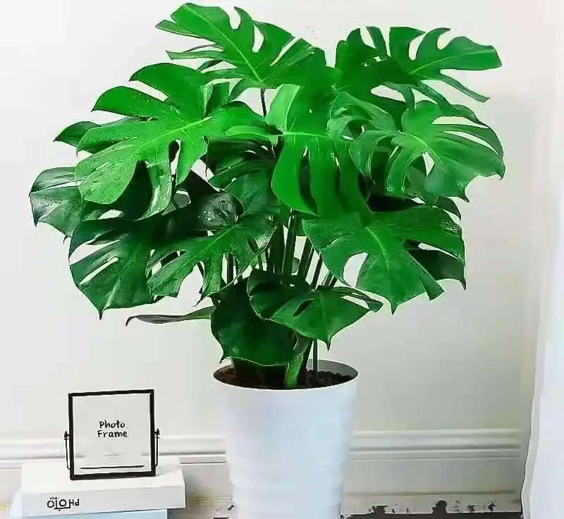 新手必看!客廳十大「養不死」大型綠植實測:耐陰耐寒耐旱,附選購技巧