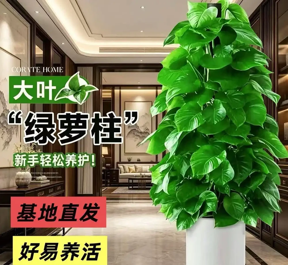 新手必看!客廳十大「養不死」大型綠植實測:耐陰耐寒耐旱,附選購技巧