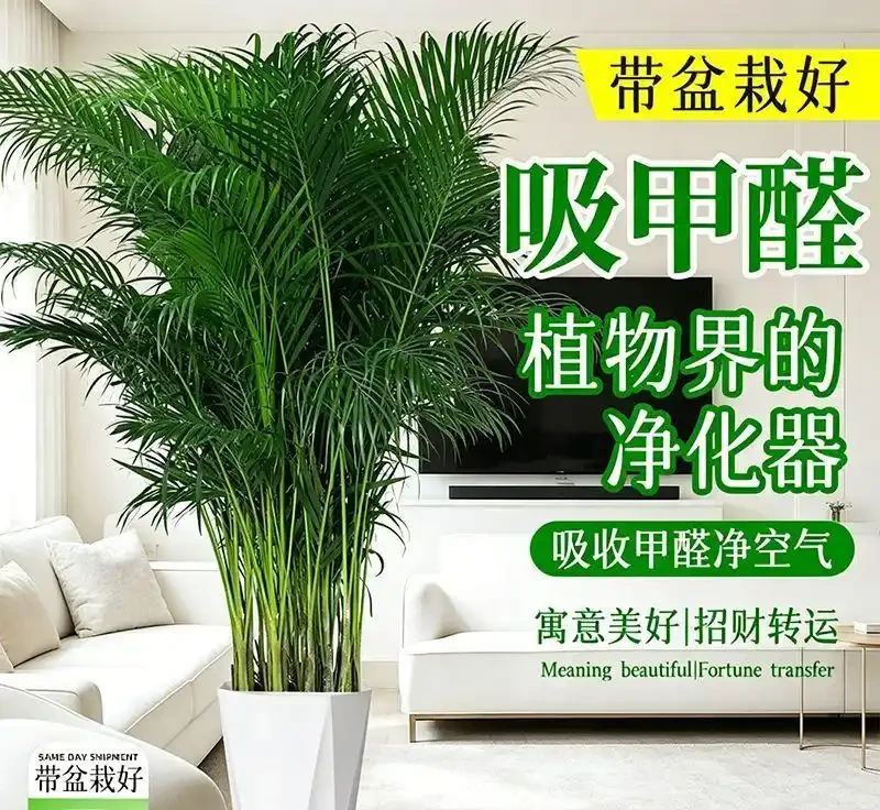 新手必看!客廳十大「養不死」大型綠植實測:耐陰耐寒耐旱,附選購技巧
