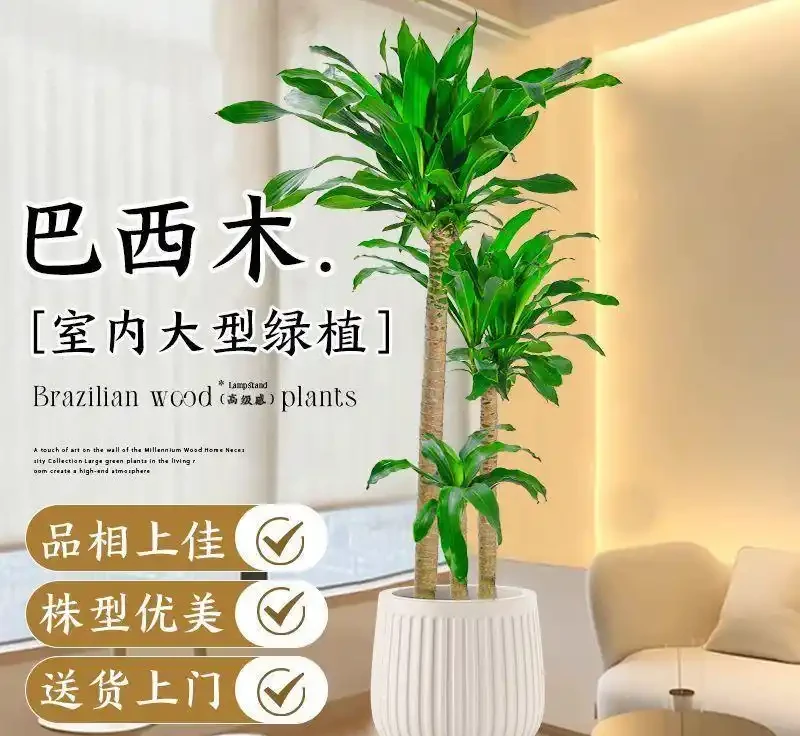 新手必看!客廳十大「養不死」大型綠植實測:耐陰耐寒耐旱,附選購技巧