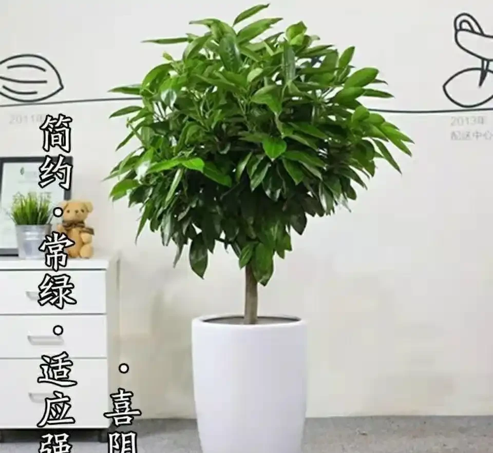 新手必看!客廳十大「養不死」大型綠植實測:耐陰耐寒耐旱,附選購技巧