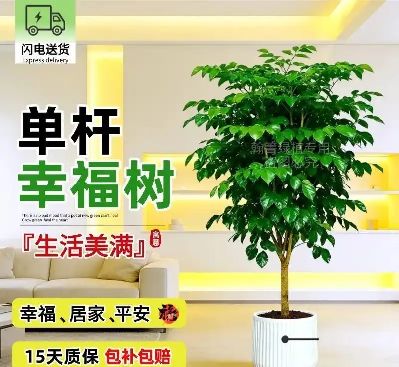 新手必看!客廳十大「養不死」大型綠植實測:耐陰耐寒耐旱,附選購技巧