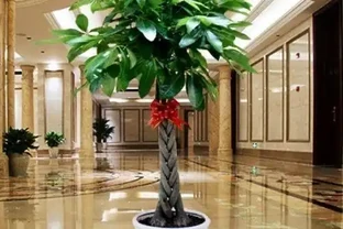 新手必看！客廳十大「養不死」大型綠植實測：耐陰耐寒耐旱，附選購技巧