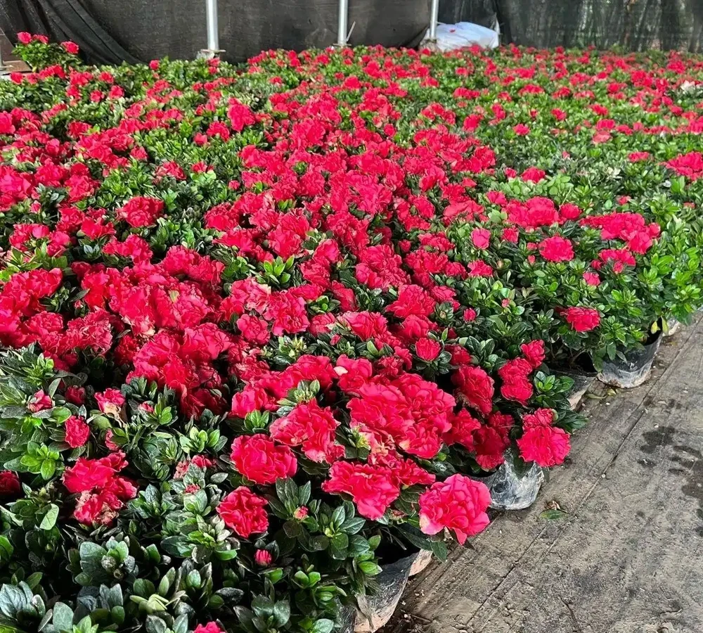 新裝修房子放什麼植物好?十大吸甲醛綠植實測排名,入住前必看