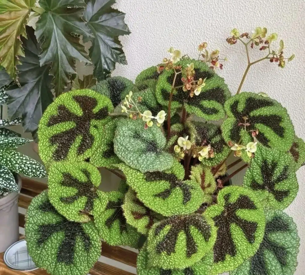 新裝修房子放什麼植物好?十大吸甲醛綠植實測排名,入住前必看