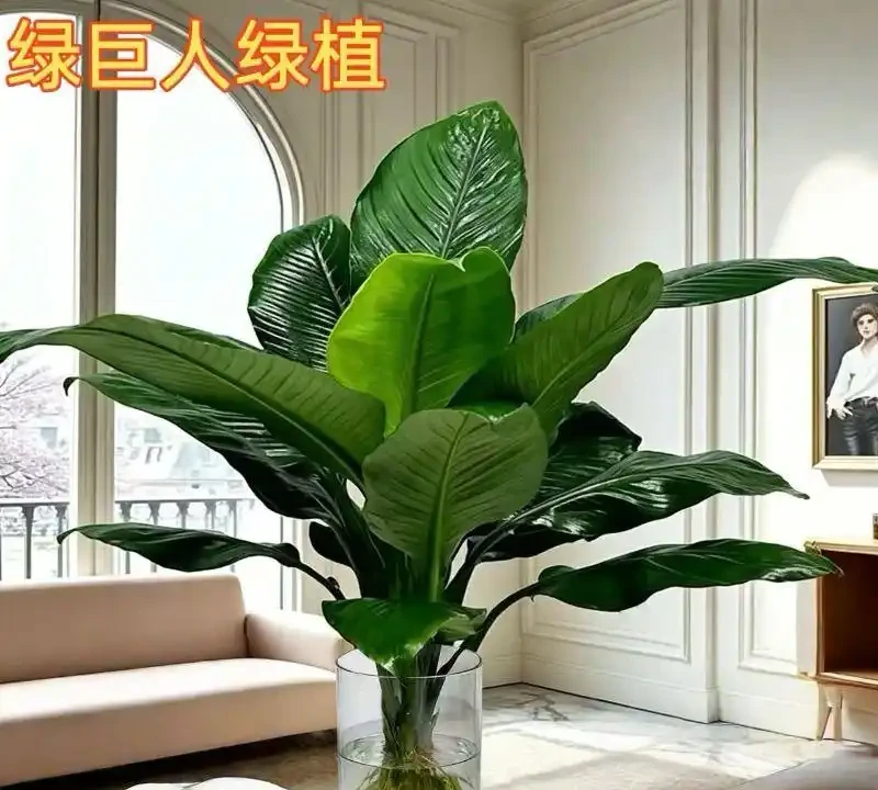 新裝修房子放什麼植物好?十大吸甲醛綠植實測排名,入住前必看