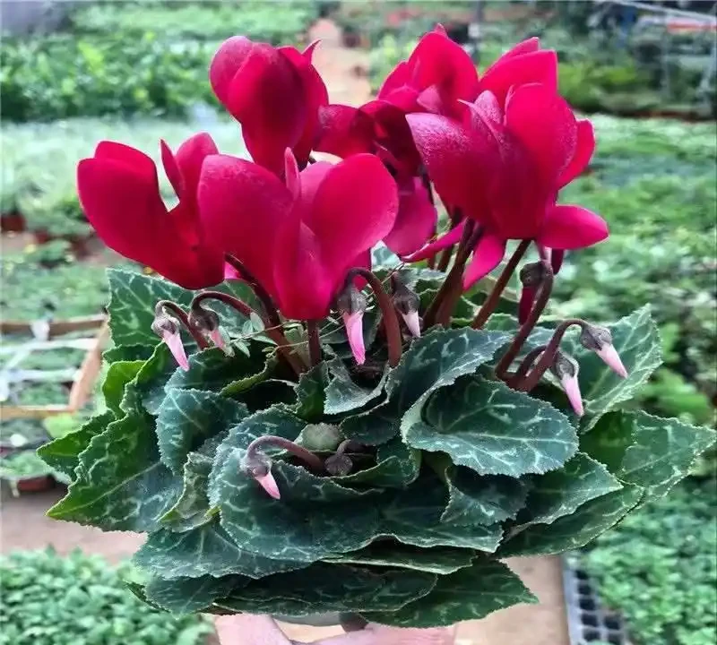 新裝修房子放什麼植物好?十大吸甲醛綠植實測排名,入住前必看